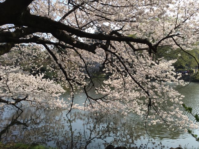 桜満開のこの季節　新宿でママ友とランチした後　久しぶりに新宿御苑に行った。<br />お酒禁止なので　家族連れ　外国人観光客が多かった。