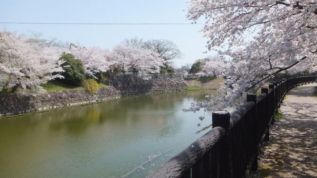 　今年の桜はとっても早咲きです。奈良に行ってみよう。
