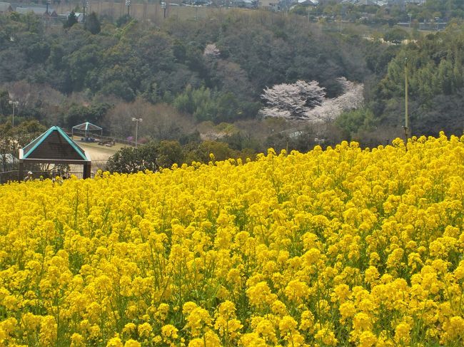 秋には色とりどりのコスモスが咲き乱れていた神戸総合運動公園の「コスモスの丘」は、この時期５万本の菜の花で斜面が真っ黄色に染まる。<br />周辺には満開の桜やアーモンドの花、真っ白なユキヤナギなども咲き、菜の花の香りが漂う斜面は正に春爛漫。<br />のどかな春のひと時をのんびりと過ごすには最高の場所でした。