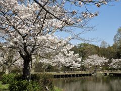 春爛漫！の奥須磨公園