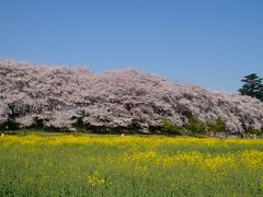 幸手権現堂桜堤の菜の花と桜トンネル