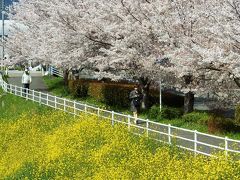 お花の饗宴！春爛漫の京都山科へ☆