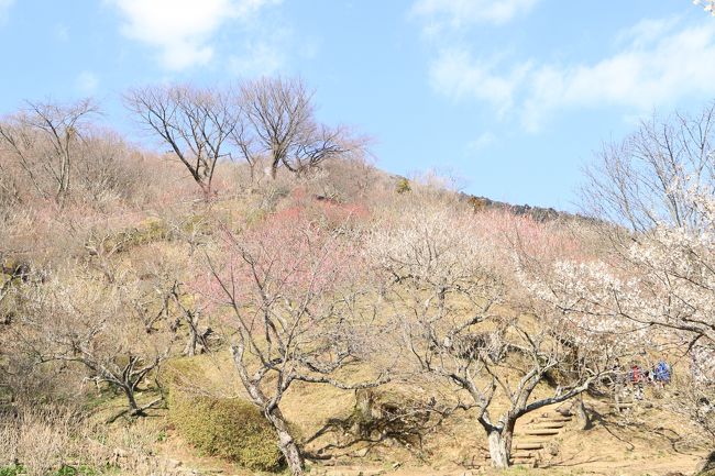 　東京から行きやすい３月中旬の梅がきれいに見られる場所でワンちゃんと猫ちゃんと遊べる場所として筑波山付近に行くことにしました。車で常磐自動車の矢田部ICで下りて、国道４０８号で筑波山方面に向かいました。つくば梅林は筑波山の麓にあり、駐車場もあり、そこから徒歩で山を少し上る斜面に梅林が広がっています。梅林の中を巡ってあるけば１～２時間は過ごせます。梅まつりの期間は大道芸も見られる時もあります。展望台に行くとつくばの街が見ることができます。<br />　そこを出て、１０分程度下るとつくばわんわんランドに着きます。いろいろの犬との出会いがあり、小型犬を中心に触れ合いハウスや犬との散歩もでき、また犬のショーを見ることが出来ます。ドックランもあり、飼い犬を連れて行くこともできます。<br />　また、猫ちゃんと触れ合う猫ハウスもあり、いまブームでもあり、１０分～１５分で人数を制限して入場でした。猫ちゃんたちもいろいろの子がいて、楽しむことができます。この時期は１７時が閉園で、それから東京へ、常磐道で戻っても１８時～１９時には帰宅できましす。渋滞は三郷付近です。今回は、梅の花を見ること動物とのふれあいが楽しむことが出来る旅でした。<br />