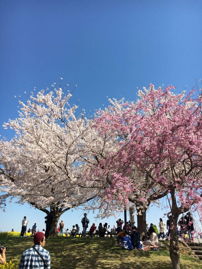 満開を迎えた「さくらの山」へ大好きな飛行機と桜を見に、ドライブに出かけて参りました。<br /><br />コ－スとしては、さくらの山→成田山新勝寺→ベイヒルトンディナーのコースで遊んで来ました。<br />桜は本当に素敵ですね。<br />