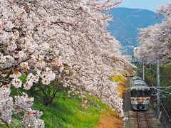 一度は訪れたい桜の絶景  御殿場線 山北の桜並木   