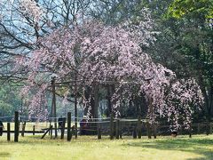 南立石公園の枝垂れ桜2018