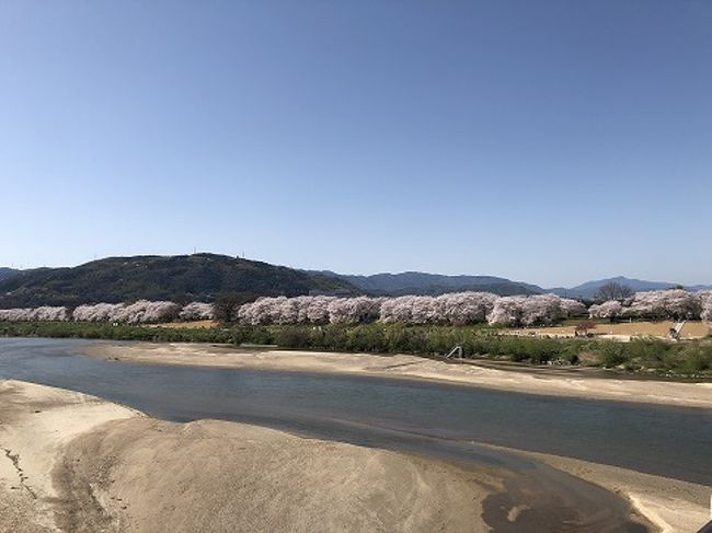 京都府八幡市<br />背割提の桜　<br />桂川・宇治川・木津川が合流する淀川三川合流域、背割提地区にある桜並木<br />昭和53年、当時の建設省によって、堤沿いに植えられた桜並木<br />1，4㎞に約250本のソメイヨシノが植えられています。<br /><br />桜満開　風が吹くとひらひらと花びらが舞います。<br /><br />京阪電車　八幡市駅下車　徒歩5分<br />