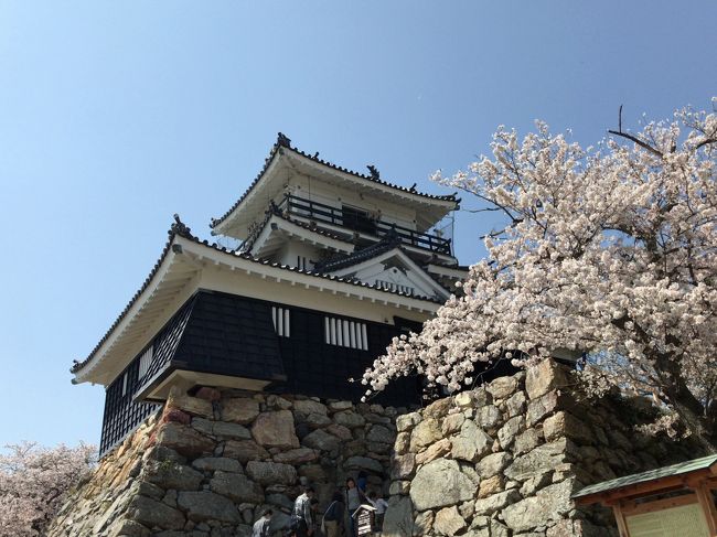 浜松城の桜が満開ということで見に行ってきました。ちょうど浜松城公園桜まつり（3/25～4/8）が開催されていて、平日にもかかわらず公園内は家族連れでにぎわっていました。うなぎも食べてきました♪