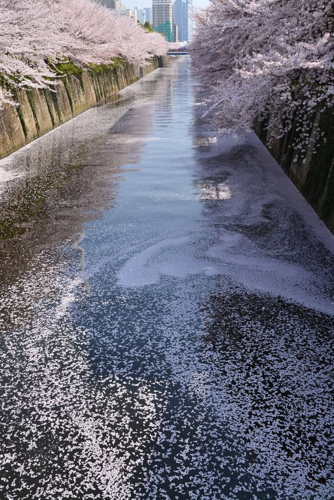 　お彼岸が過ぎ、気温もあがり今年は都心の桜の開花が早い。<br />今日もさくら、明日もさくら。昨年も行きましたが、今年も見ておきたい所の一つ、目黒川桜並木へ。<br />この日は、3月というのに都心は夏日！半袖でもいいような陽気のなか、散り始めた桜を追い「目黒駅～五反田」を折返し「目黒駅～中目黒駅」へと歩いてきました。<br />　さまざまこと思い出す桜かな　　芭蕉の一句を思い出す。<br /><br />※目黒川は、東京都世田谷区、目黒区および品川区を流れ東京湾に注ぐ河川。　延長約8ｋｍ。<br />　目黒区内の目黒川には約4ｋｍの桜並木に約800本の桜があるという。<br />