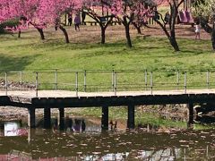 花桃が満開の古河公方公園(古河総合公園)   ヽ(*⌒∇⌒*)ﾉ::･'ﾟ☆｡.::･'ﾟ★｡.::･'ﾟ☆｡