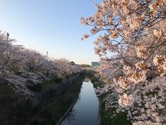 山崎川の桜 (愛知県)
