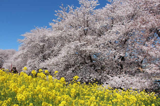 埼玉県幸手市の権現堂の桜堤が満開ということで、車で出かけてきました。<br />朝６時半過ぎに自宅を出発し、下道で権現堂に向かいます。<br />権現堂の桜堤には、９時前に到着しました。<br />桜は満開で、駐車場には桜吹雪が舞っていました。<br />ここの桜は、菜の花との競演で有名ですが、桜が早すぎたためか、菜の花はまだこれからという感じでした。<br />菜の花と桜の競演が見られなかったので、当初予定していなかった熊谷の桜堤にも寄ってみることにしました。<br />熊谷の桜堤は初めて訪れましたが、こちらは菜の花と桜の競演を堪能することができました。