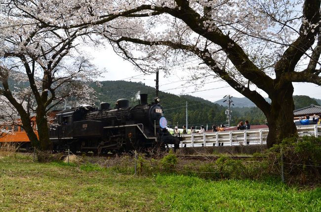 桜がそろそろ見頃になった大井川鐡道のSLと桜を撮ろうとやって来ました。<br />その第3回は、SLと桜を見に来ました。家山・桜トンネル付近を散策の前編です。<br /><br />★大井川鐡道のHPです。<br />http://oigawa-railway.co.jp/<br /><br />★島田市役所のHPです。<br />https://www.city.shimada.shizuoka.jp/index.html<br /><br />★島田市観光協会のHPです。<br />http://www.shimada-ta.jp/