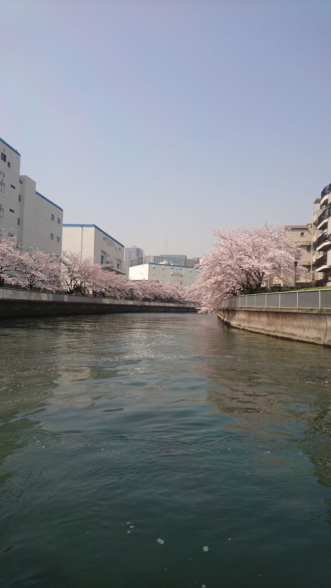 3月29日 桜満開のこの日、日本橋からお花見クルーズに乗りました。昨年は30日にお花見クルーズに乗りましたが、まだ蕾も多かった印象。今年はかなり早く満開になりました。