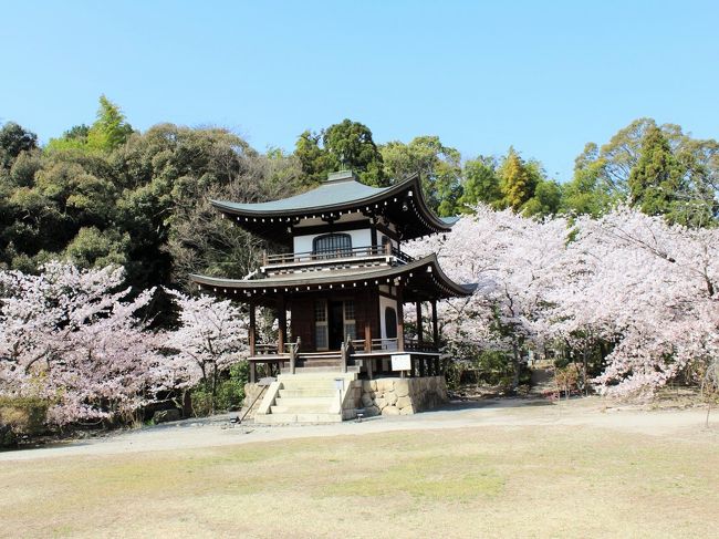 今日は晴れ 桜は満開 それなら1人でお出かけしちゃおう 18年 そうだ京都 行こう キャンペーン寺院の勧修寺へ 山科 京都 の旅行記 ブログ By たらよろさん フォートラベル