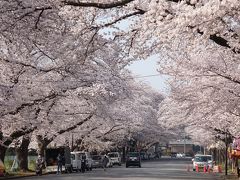 ２０１８年 お花見　その（4） 千葉・北総のさくらドライブ