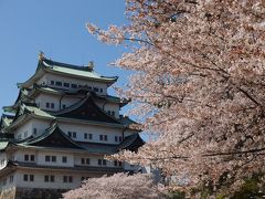 桜満開！名古屋城とピカピカの本丸御殿　多くの人で賑わう名城公園お散歩