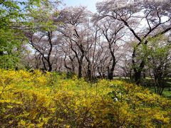 東京近郊桜巡り（東京編・神代植物公園）