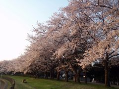 桜を観ながら、早朝散歩～(2018.03.31) 