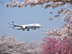 成田さくらの山公園で桜と飛行機