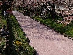 川越の桜(+目黒川と大宮公園の桜を少し)