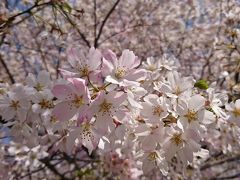 神代植物公園桜2018（神代曙の原木）