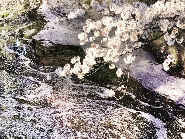 春です！お花見です　(⌒ｏ⌒)<br /><br />でも　通勤時いつも見ている市ヶ谷・四ッ谷界隈の桜、見頃は過ぎて・・・<br />散りゆく桜・・・それじゃ　花筏！で・・・千鳥ヶ淵へ<br /><br />九段下から千鳥ヶ淵緑道へ・・・更にお散歩です。<br />英国大使館前の千鳥ヶ淵公園では、枝垂れ桜が　｡+ﾟ(*´∀｀*)｡+ﾟ<br /><br />すぐ近くに有る国立劇場前庭でも、なんとも見事な枝垂れ桜が （´∀｀）<br />外濠通りの散りゆく桜並木を歩いて、最後は小石川後楽園へ<br /><br />ここでも枝垂れ桜が、とっても綺麗 ｡+ﾟ(*´∀｀*)｡+ﾟ<br />東京・花の道　18711歩のお散歩でした。