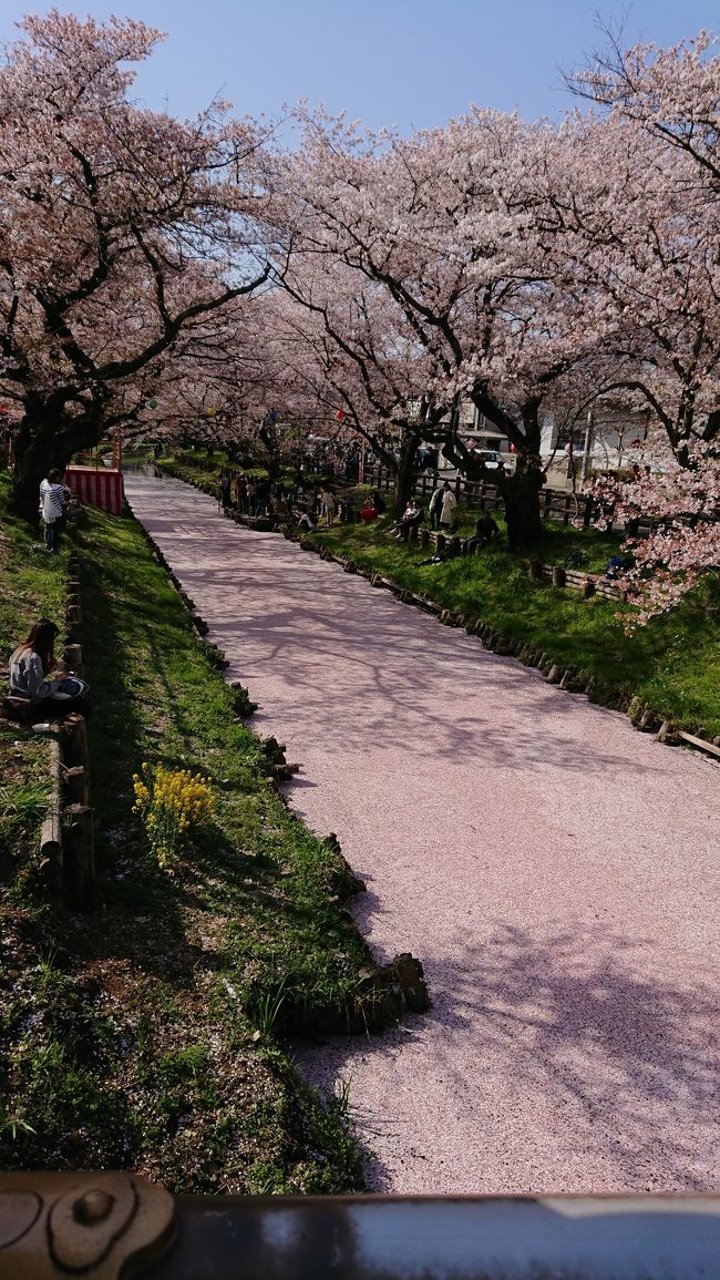 朝、TVで川越の桜を撮していたので、急に思い立って行ってみることにしました。<br />喜多院、氷川神社、蔵のまちの散策しながら桜を愛でに向かいました。<br /><br />それと別の日に行った目黒川と大宮公園の夜桜をプラスしてみました。