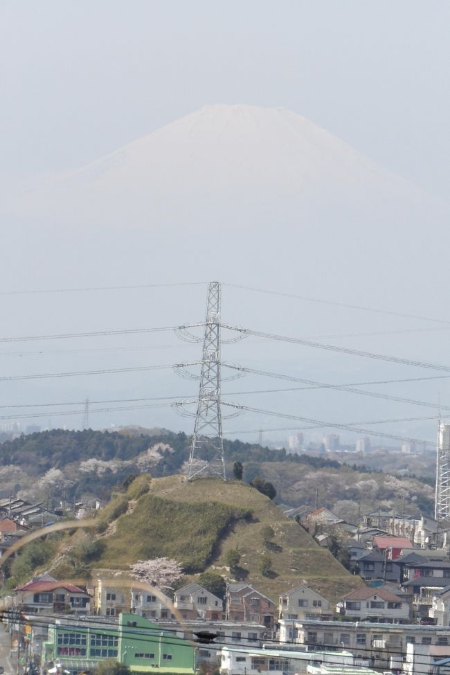 　桜が満開の頃に富士山が見えるなどとは思わないものだが、実は今日の午前中は富士山が見えていた。<br />　環状3号線の「横浜栄高校入口」から尾根道の旧道を上って行くと、港南区、磯子区、栄区の区境辺り、丁度、電波塔がある海上保安庁の前から富士山が見えたので驚いた。昨日の風と乾燥で春霞が飛ばされてしなったようだ。<br />　次に、「関東の富士見百景」のプレートが立つ場所からも初めて富士山が見えたのでさらに驚いた。まだ、木々には葉が付いていないので富士山が見えるのだ。これまでは青葉の頃には見えなかった。当面は富士山が見えるというビュースポットだ。<br />　天園－円海山ハイキングコースを良くトレイルランニングしているという人が、「ハイキングコースでは拓かれた場所があってそこからも富士山が見えますよ。」と言われたので、西で拓けた場所はと探しながら歩くと、庄戸団地の上の尾根に西側の女竹を1m程度刈り取った場所があり、富士山が望めた。<br />　さらに100mほど進むとナラに木の枝を下の方で切り、その左の枝も最近に切られたばかりの場所からも富士山が望めた。ここの場所にはベンチが設えてある。最初は素人が枝を切ったものだから下の住宅に落ちたのだそうだ。その後は横浜市が枝を切っているとのことだ。単調なハイキングコース。誰でも富士山のビュースポットがあれば藪を払い木を切って富士山が見え易いようにしたいと思うだろう。<br />　それからも庄戸団地裏山の尾根道から富士山を望むことができた。<br />　結果、6ヶ所から富士山を望むことができた。これまでに何10回とこのハイキングコースを歩いているが、最初の海上保安庁の前しか富士山のビュースポットを知らなかった。それが6ヶ所に増えたのであるから、このハイキングコースの魅力が増した。<br />（表紙写真は女竹を刈った場所から見える富士山）