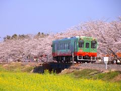 ブララブコー 「春限定！サクラと菜の花と真岡鐵道」
