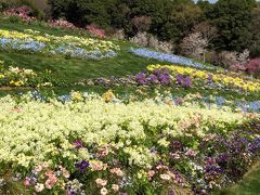 春の花咲く丘と谷戸～里山ガーデン