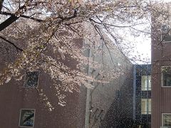 散りゆく文京学院大学の桜