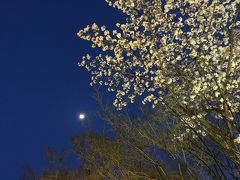 お弁当持って、京都でお花見　桜の下で酔っ払い(*^^*)