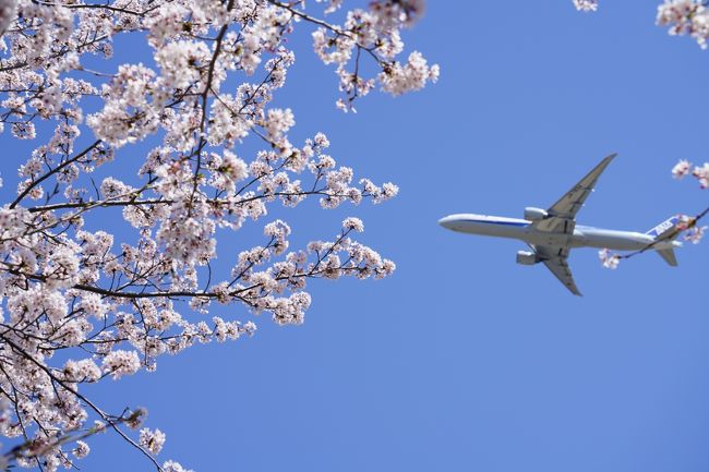 2018年春，日帰りで大阪空港から成田空港にあそびに行ってきました！　<br /><br />飛行機で成田空港に到着して，午前は「成田市さくらの山公園」へ。その名前のとおり，美しいさくらが咲き誇る中，離陸する飛行機の姿を楽しみます。