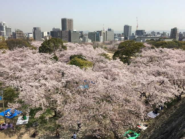 例年より桜の開花が早く、満開を迎えた福岡城の桜を見に行きました。<br /><br />春というよりは夏を感じさせる暑さで、福岡城がある舞鶴公園は多くの花見客で賑わっていました。<br /><br />さらっと見ていただければ幸いです。