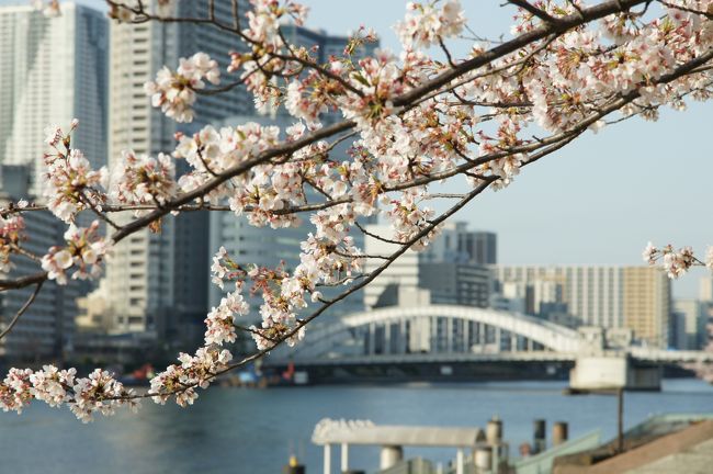 軽めに朝ごはん？朝酒？頂いて。いつもの店に並ぶにゃ、少し早いし、少しでもお腹に空きが出来ればめっけもん？隅田川テラスまでお散歩。散り始めの桜を眺めながら、フラフラと。