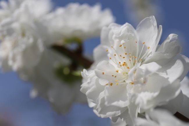 桃　桜　満開でした