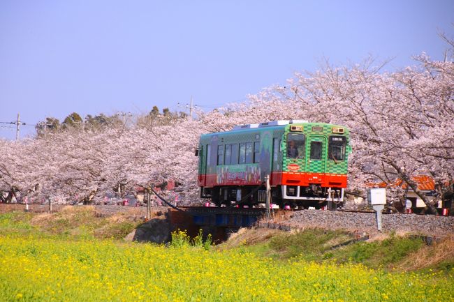 ブララブコー 「春限定！サクラと菜の花と真岡鐵道」