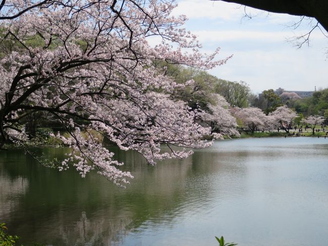 県立三ツ池公園　満開の桜<br /><br />名前のとおり、園内には3つの池（上の池、中の池、下の池）があり現在満開の桜が咲いています。<br />日本さくら名所100選の一つに選定されています。<br /><br />今年は桜の開花が早く、花見期間も短縮されています。<br />満開の三ツ池公園の花見をしてきました。<br />