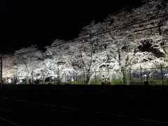 夜桜と電車　２０１８