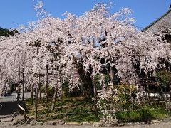 石山、毘沙門堂、醍醐寺、背割り桜、桜巡りの１日