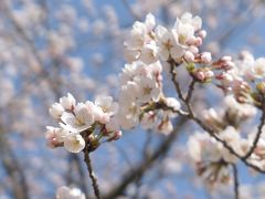 桜（常願寺川公園）