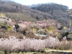 【花見ドライブ２０１８＊花見山】フライングと思いきや満開の花見山と飯坂温泉　