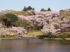 桜を求めて根岸森林公園と神奈川県立三ツ池公園を回る