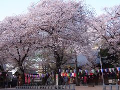 埼玉の春2018 ①　フォトジェニック川越！　　　     早朝のお花見＆蔵町散策