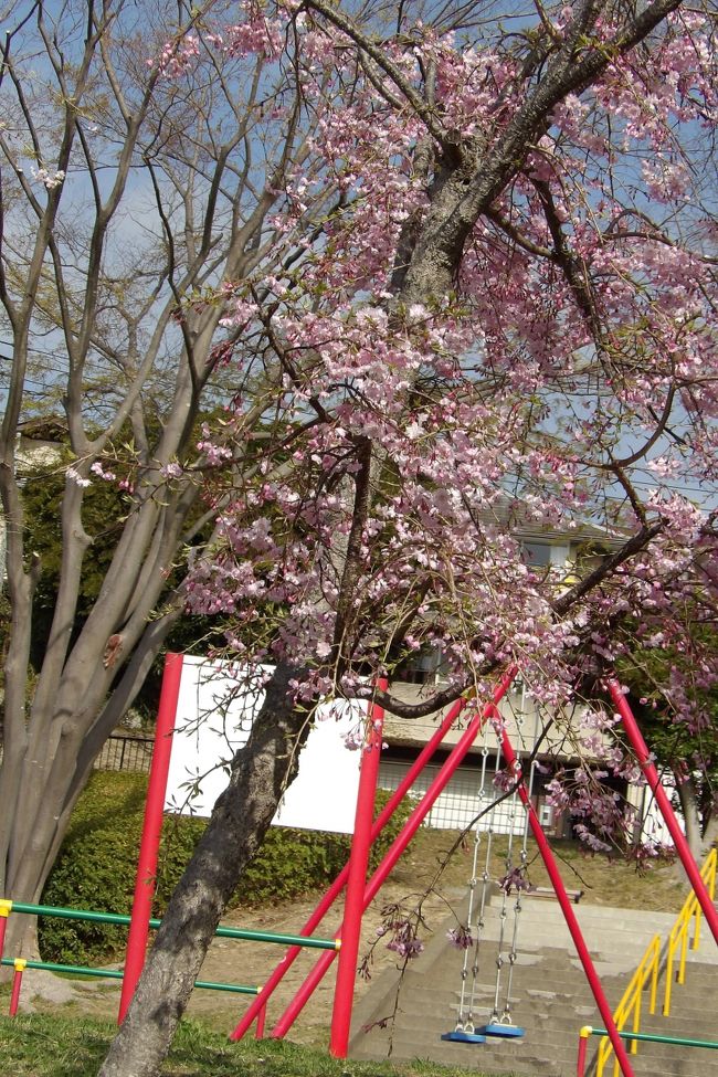 　桂町戸塚遠藤線の明治学院大南門入口と坂を下る途中の赤坂公園には若木の枝垂れ桜がそれぞれ、1本と3本が植えられている。木が小さいためか、花がみすぼらしいためか、中々気が付かないでいた。<br />　平成の御代が終わって10年、あるいは20年も経てば、人が集まる立派な枝垂桜となろうか。<br />（表紙写真は金井公園の枝垂れ桜）