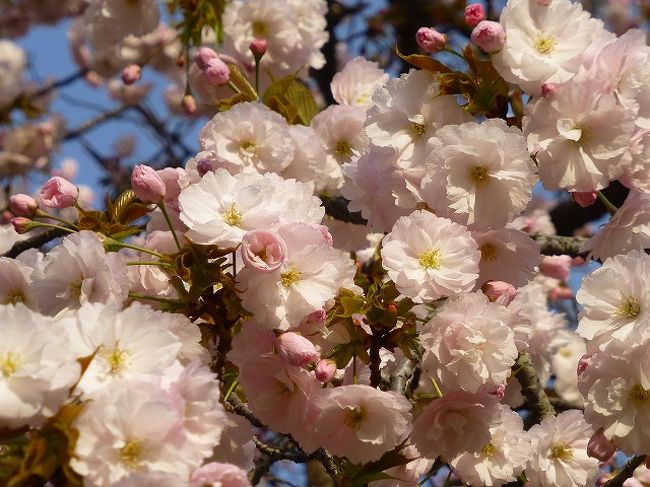 満を持して咲き始めた遅咲きの桜<br /><br />団地の周りというか敷地内をうろちょろしたら咲き始めました