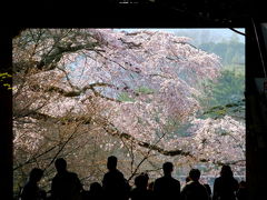 京都の桜を撮りに行こう　その二 山科編！2018