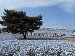 ひたち海浜公園『ネモフィラの丘』と那珂湊おさかな市場『デカネタ寿司ランチ』