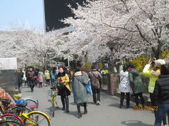 上海の魯迅公園・櫻満開2018年